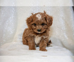 Small #2 Cavapoo