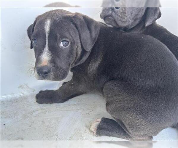 Medium Photo #1 Mutt Puppy For Sale in Houston, TX, USA