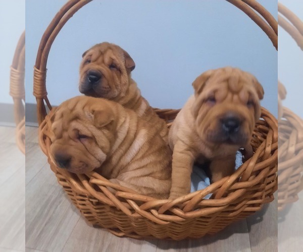 Medium Photo #10 Chinese Shar-Pei Puppy For Sale in SOMERSET, KY, USA