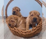 Small #9 Chinese Shar-Pei