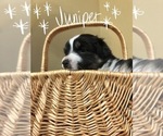 Small Photo #11 Australian Shepherd Puppy For Sale in LANCASTER, PA, USA