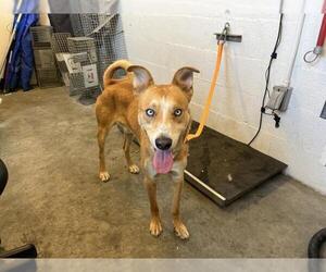 Siberian Husky-Unknown Mix Dogs for adoption in Corona, CA, USA