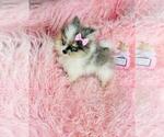Small #5 Pomeranian
