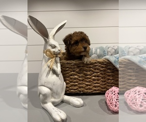 Poodle (Miniature) Puppy for sale in CENTRALIA, IL, USA