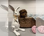 Small Photo #1 Poodle (Miniature) Puppy For Sale in CENTRALIA, IL, USA