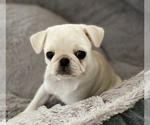 Small Photo #1 Pug Puppy For Sale in CROSBY, MN, USA