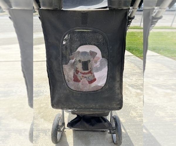 Medium Photo #6 Schnauzer (Miniature) Puppy For Sale in TULARE, CA, USA