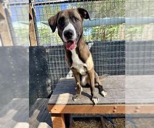 Black Mouth Cur-Labrador Retriever Mix Dogs for adoption in Frisco, CO, USA