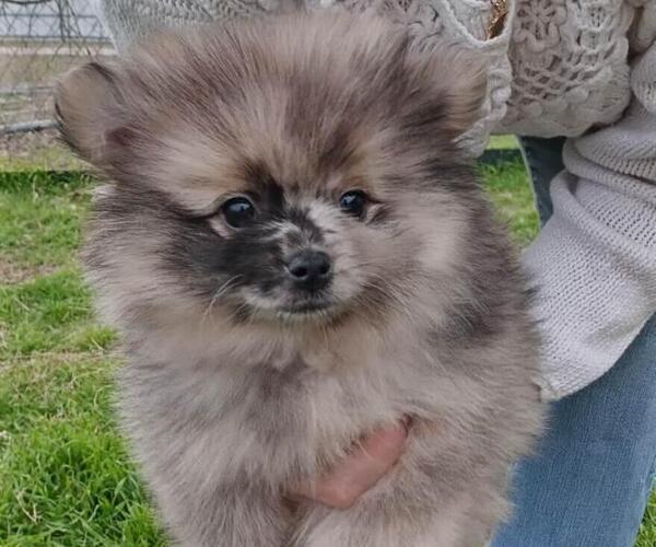 Medium Photo #5 Pomeranian Puppy For Sale in DECATUR, TX, USA