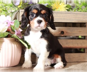 Cavalier King Charles Spaniel Puppy for sale in MOUNT VERNON, OH, USA