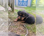 Small #1 Rottweiler
