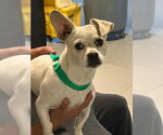 Small Chihuahua
