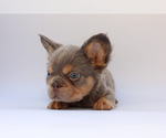 Small #2 French Bulldog