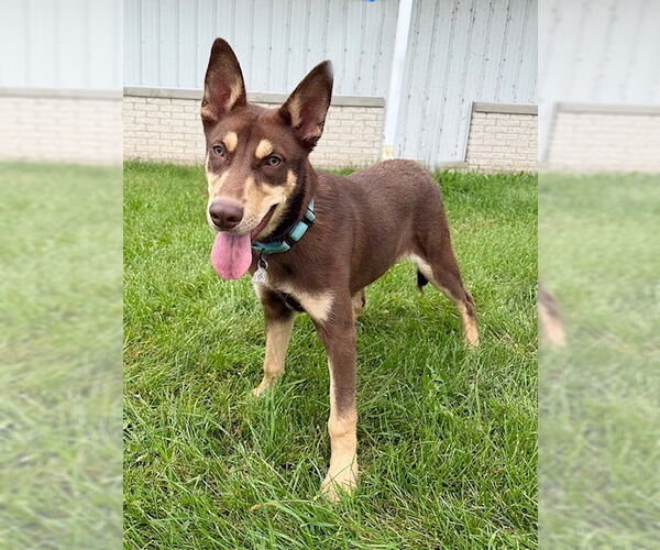 Medium Photo #1 Australian Kelpie-Unknown Mix Puppy For Sale in Genesee, WI, USA
