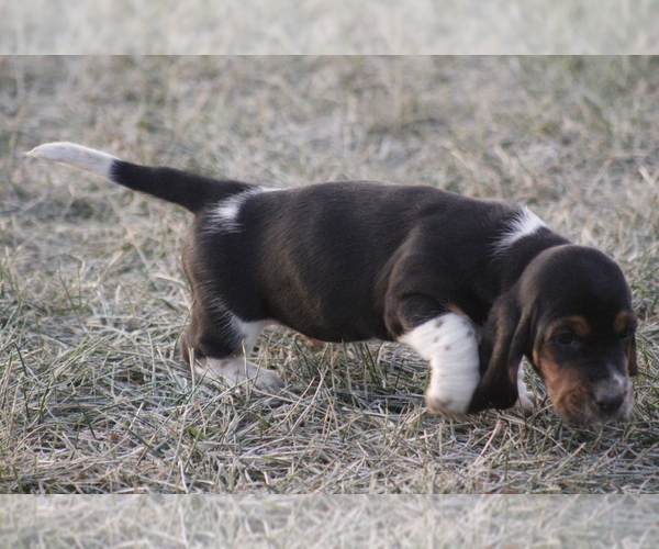 Medium Photo #3 Basset Hound Puppy For Sale in MEMPHIS, MO, USA