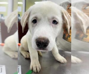 Medium Labrador Retriever Mix