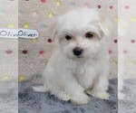 Small Photo #5 Maltese Puppy For Sale in MOMEYER, NC, USA