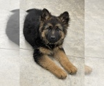 Small Photo #2 German Shepherd Dog Puppy For Sale in HERRICK, SD, USA