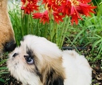 Small Photo #2 Shih Tzu Puppy For Sale in SMITHVILLE, TX, USA