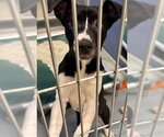 PAISLEY - Female Great Pyrenees-Unknown Mix Dog for Adoption - Small photo