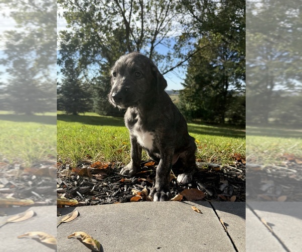 Medium Photo #9 Irish Wolfhound Puppy For Sale in ORD, NE, USA