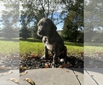 Litter of 3 - Female Irish WolfhoundLitter of Puppies for Sale - Photo #9