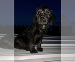 Small Photo #6 Sheepadoodle Puppy For Sale in BUXTON, ND, USA