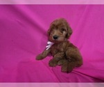 Small #3 Goldendoodle