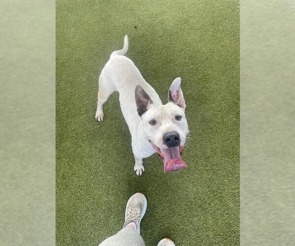 Medium Photo #2 American Pit Bull Terrier-Unknown Mix Puppy For Sale in Waco, TX, USA