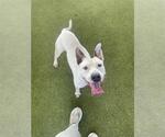 Small #1 American Pit Bull Terrier Mix
