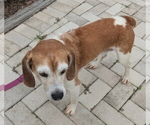 Lex - Male Beagle Dog for Adoption - Photo #7