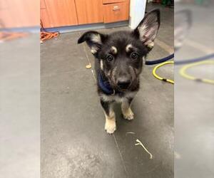 German Shepherd Dog Dogs for adoption in Santa Cruz, CA, USA