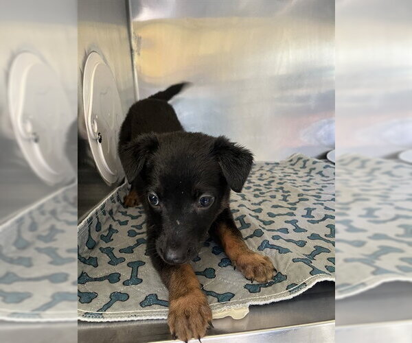 Medium Photo #1 German Shepherd Dog-Unknown Mix Puppy For Sale in San Andreas, CA, USA