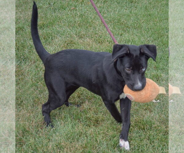 Medium Photo #6 Border Collie-Unknown Mix Puppy For Sale in Huntley, IL, USA