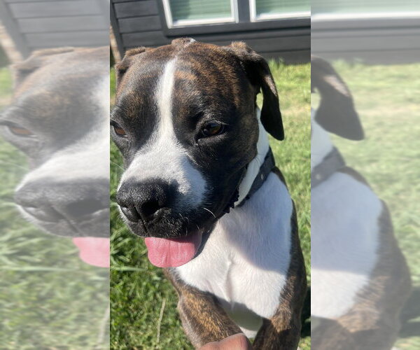 Medium Photo #3 Boxer Puppy For Sale in Austin, TX, USA