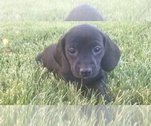 Dachshund Puppy for sale in DELTA, CO, USA
