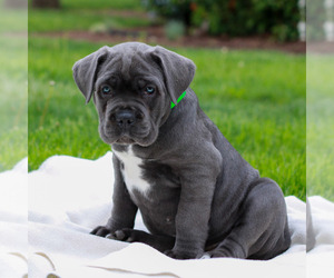 Cane Corso Puppy for sale in MOUNT JOY, PA, USA
