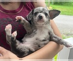 Image preview for Ad Listing. Nickname: Litter of 10