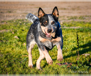 Mother of the Australian Cattle Dog puppies born on 03/20/2025