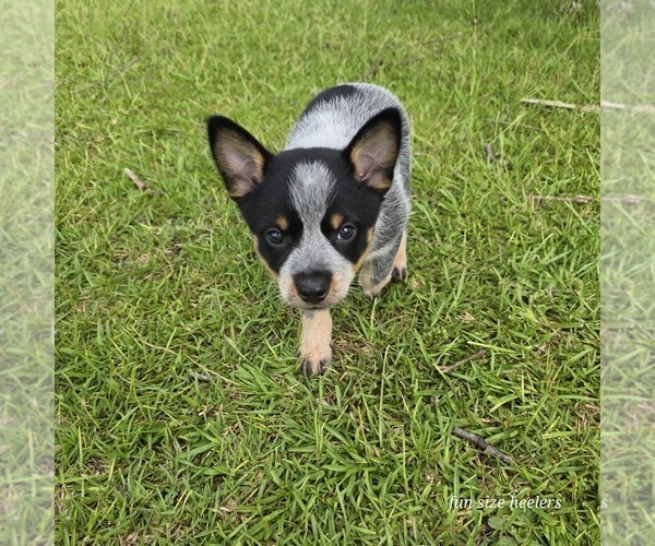 Medium Photo #1 Australian Cattle Dog Puppy For Sale in LAURINBURG, NC, USA