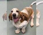 Small Basset Hound