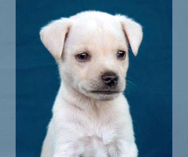 Medium Photo #2 Chug Puppy For Sale in San Diego, CA, USA