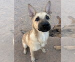 Small Photo #6 Australian Shepherd-German Shepherd Dog Mix Puppy For Sale in Chandler, AZ, USA