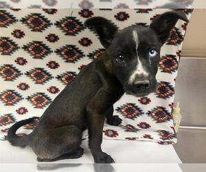 German Shepherd Dog-Unknown Mix Dogs for adoption in HESPERIA, CA, USA