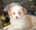 Small Australian Shepherd