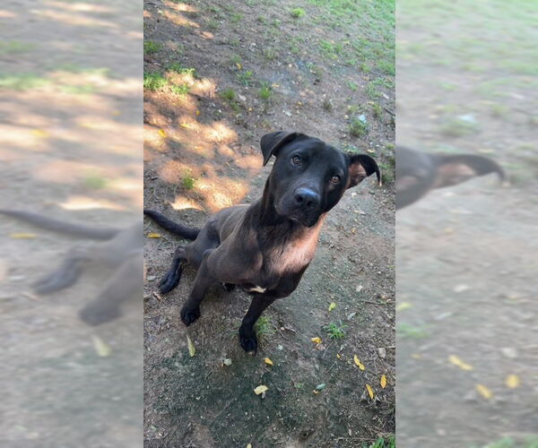 Medium Photo #7 Labrador Retriever-Unknown Mix Puppy For Sale in Woodbury, NY, USA