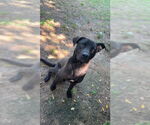 Small #6 Labrador Retriever Mix