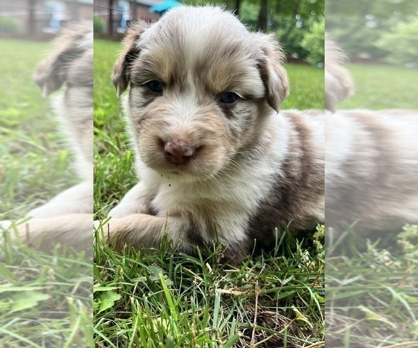 Medium Photo #5 Australian Shepherd Puppy For Sale in MEHERRIN, VA, USA
