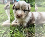 Small #4 Australian Shepherd