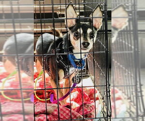 Carlo - Male Chipin Dog for Adoption - Photo #6
